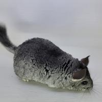 Saavik