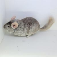 Willimina