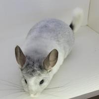 Amani
