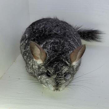 Baraccus