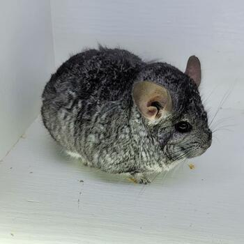Baraccus