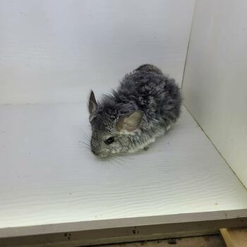 Bariss